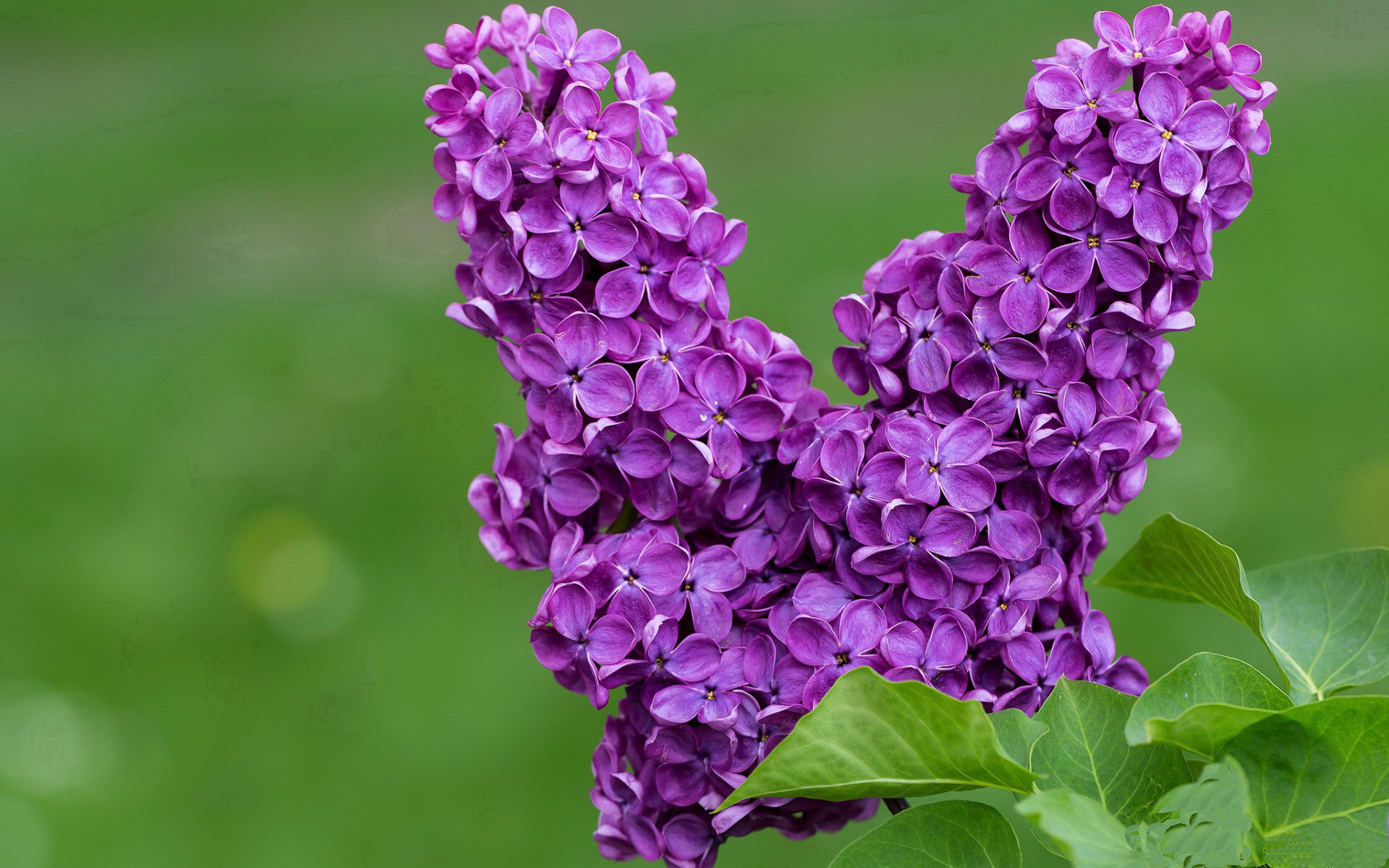 明日方舟策略王者争霸，线上实时对抗开启，明日方舟策略王者争霸,线上实时对抗开启不了