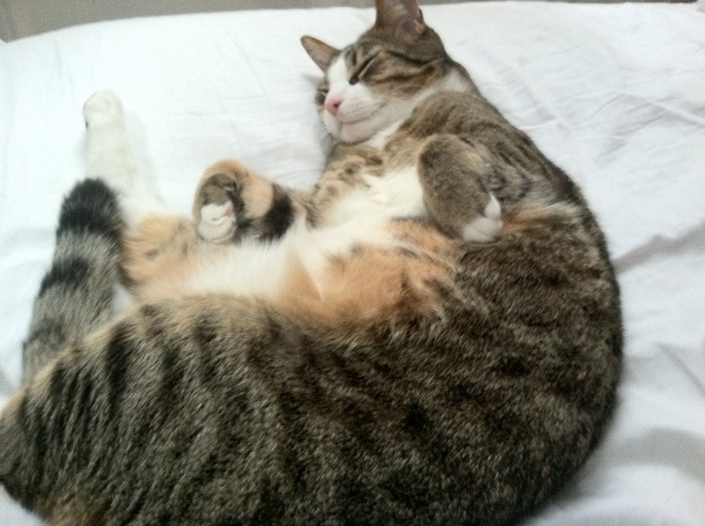 比赛中的“铁杆”运动员：坚持不懈的精神体验