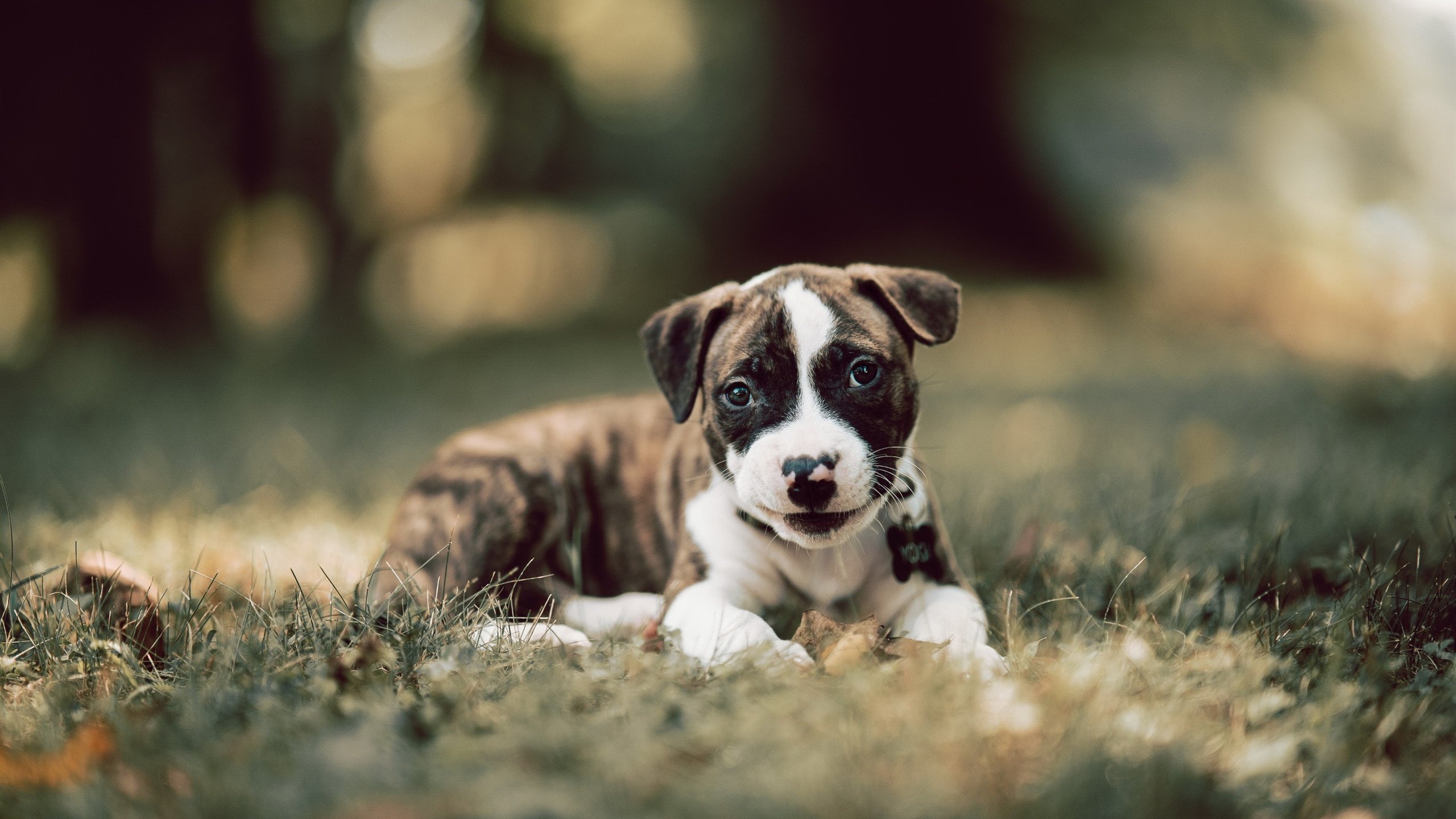 法甲战术变革,专家分析为何调整能带来比赛中的质变,为什么法甲不行