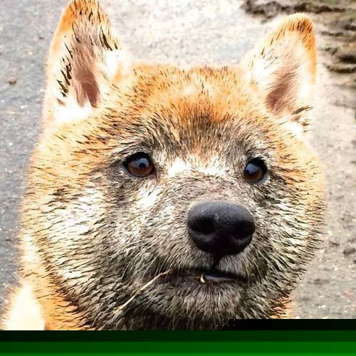 上海主场成功防守，力保胜利领跑积分榜！，上海足球主场