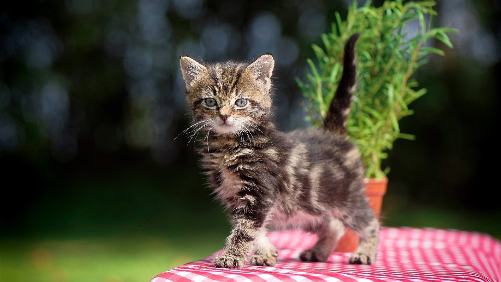爱游戏登录入口-伯恩茅斯资深球员表态未来需续约，伯恩茅斯转会消息