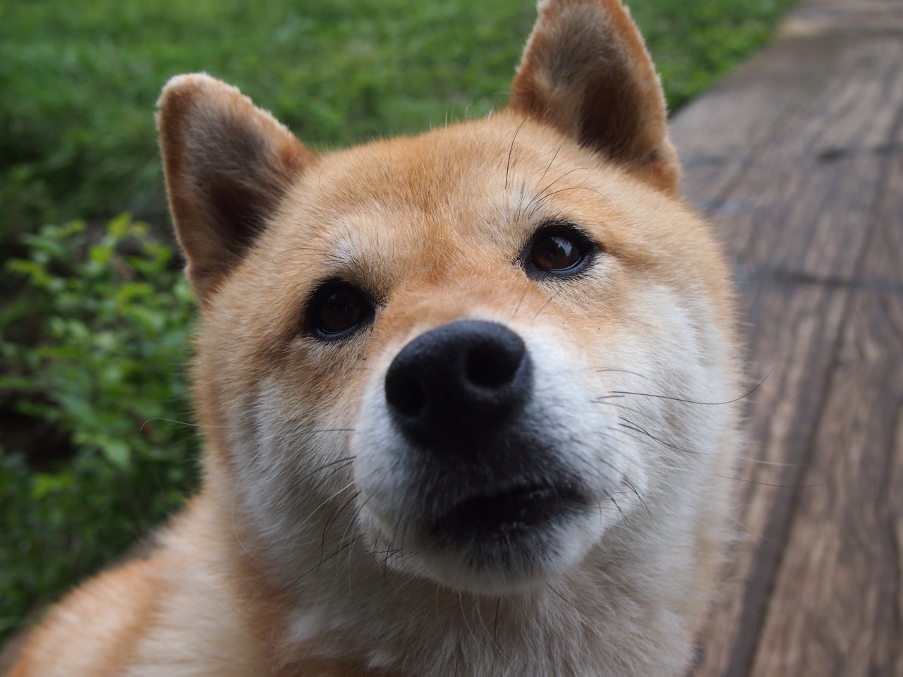 爱游戏用户专属-保加利亚集训煞费苦心 欧预赛新力量铁心前行，保加利亚球队厉害吗_