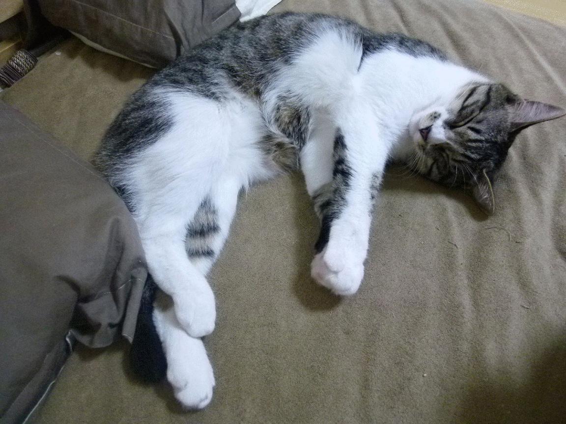 勒沃库森伤病名单更新,勒沃库森首发