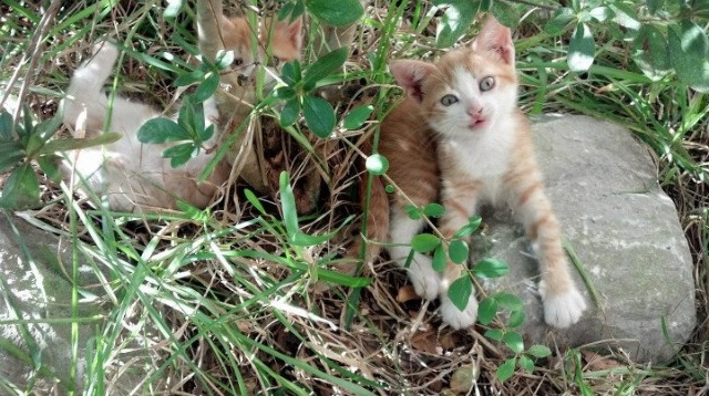 实力碾压对手,国家队豪取连胜,进军胜利之路,国家队夺冠