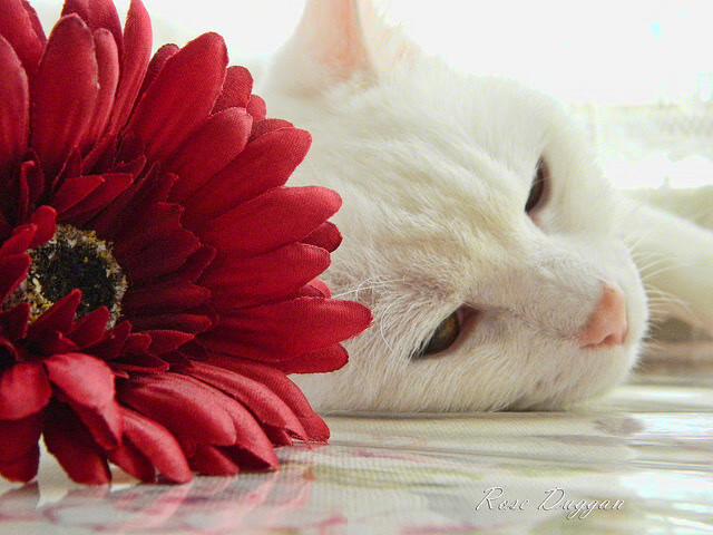 快船队主教练发布讲话 鼓舞全队斗志，快船队主教练发布讲话 鼓舞全队斗志的句子