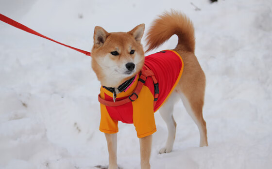 爱游戏入口-世俱杯精彩瞬间：非洲强队的意外爆发，世俱杯非洲球队