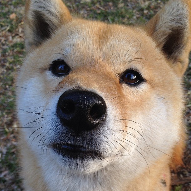 高校学生体育社团运行机制与激励模式研究,大学体育社团活动